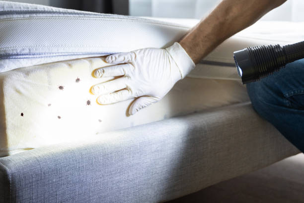 Best Best Pest Control Companies  in Fairview Shores, FL